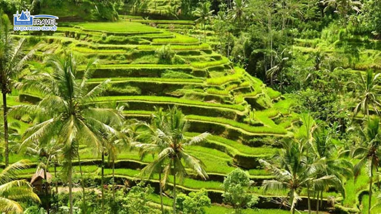 ruong-bac-thang-tegalalang-bali