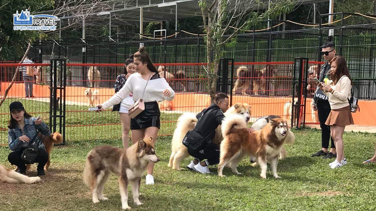puppy-farm-da-lat