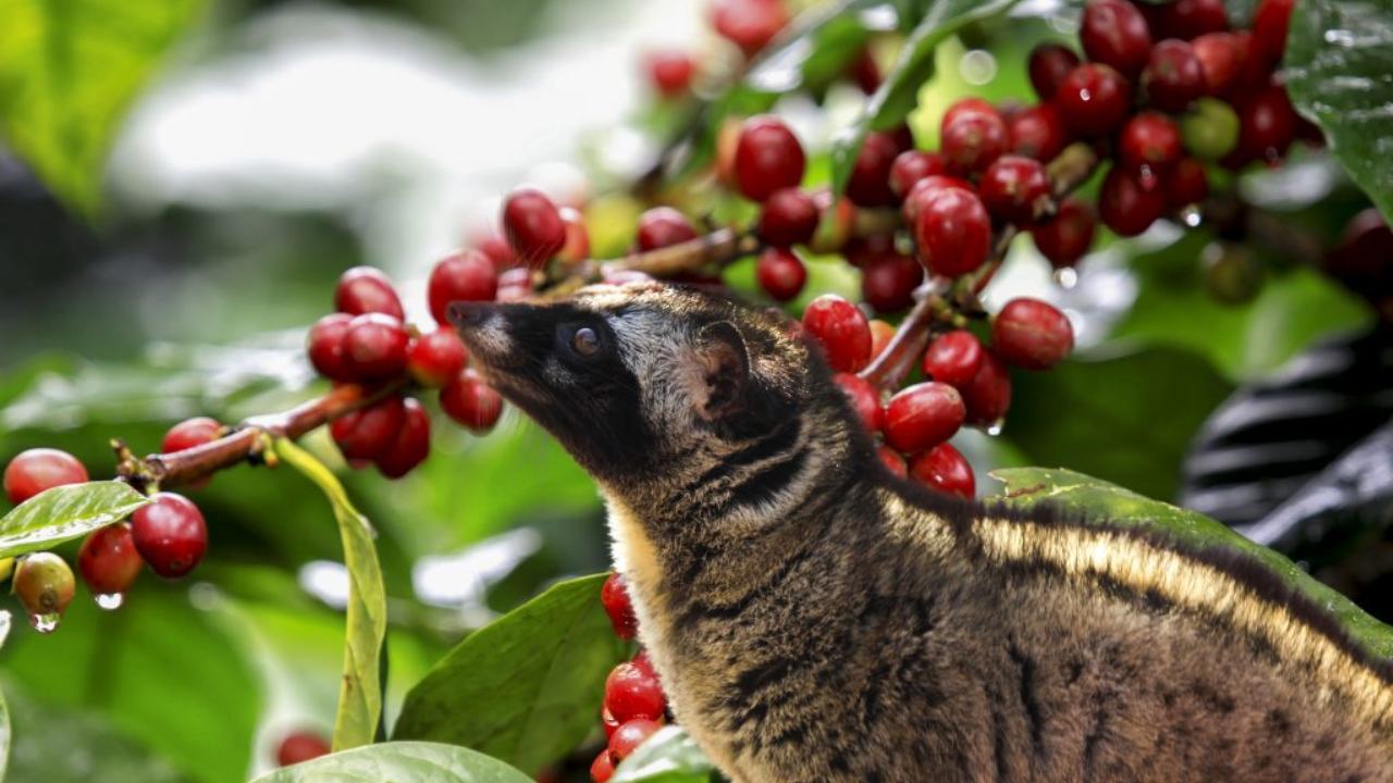 thuong-thuc-cafe-chon