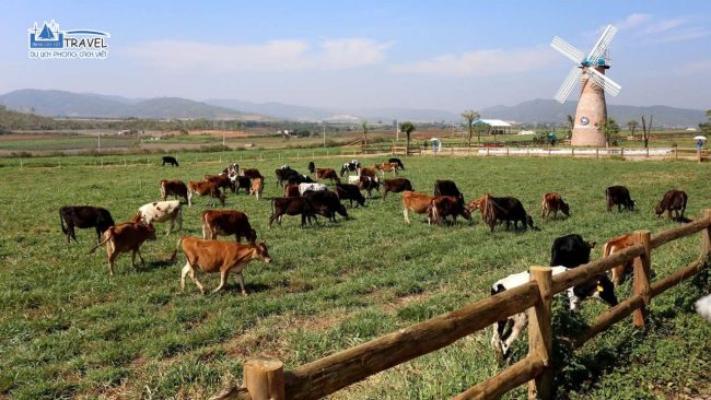 Cánh đồng bò sữa tại Dalat Milk Farm