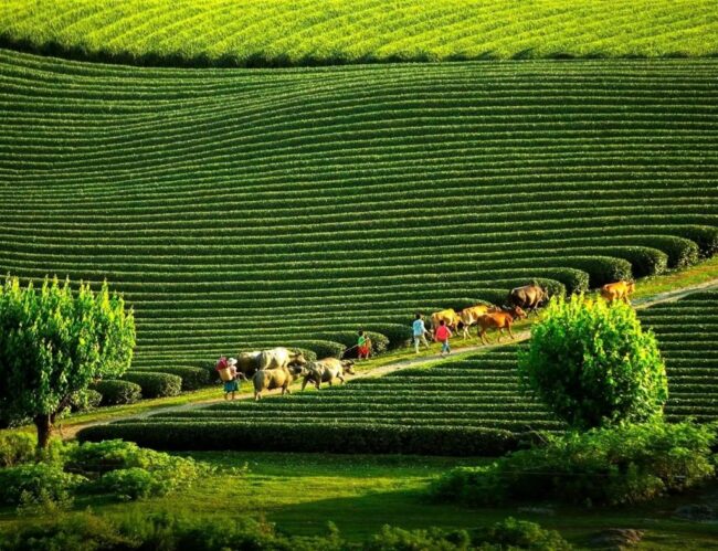 Du Lịch Mùa Hè Mộc Châu