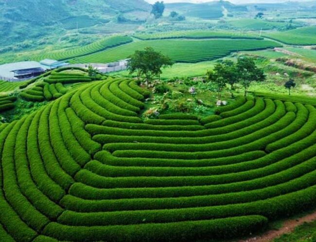 Du lịch Mộc Châu mùa hè