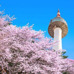 TOUR HÀN QUỐC HOA ANH ĐÀO: BUSAN - DAEGU - SEOUL 5N5Đ