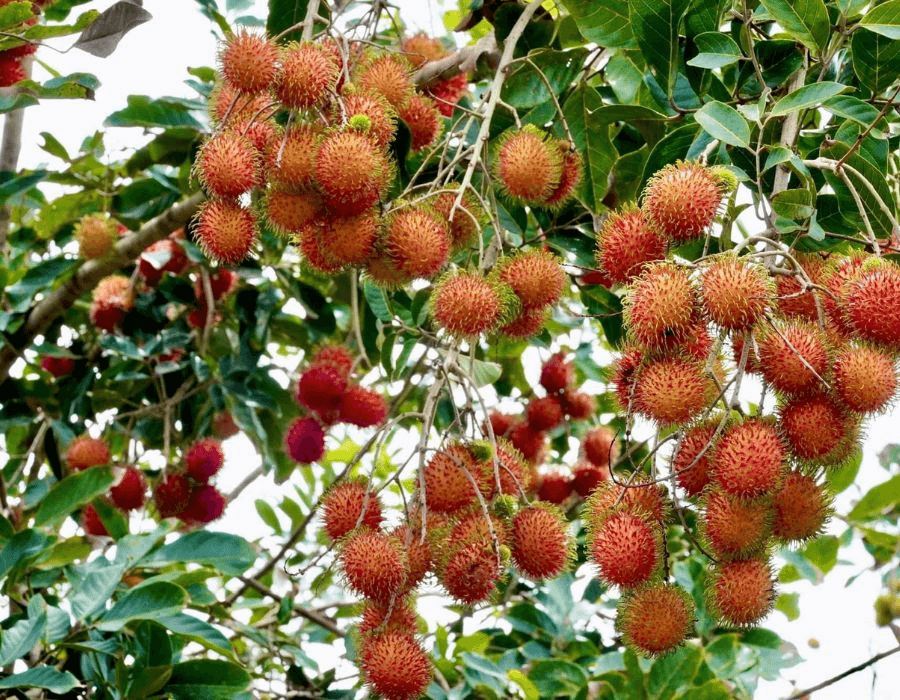 Tham quan Vườn Trái Cây – Chôm Chôm