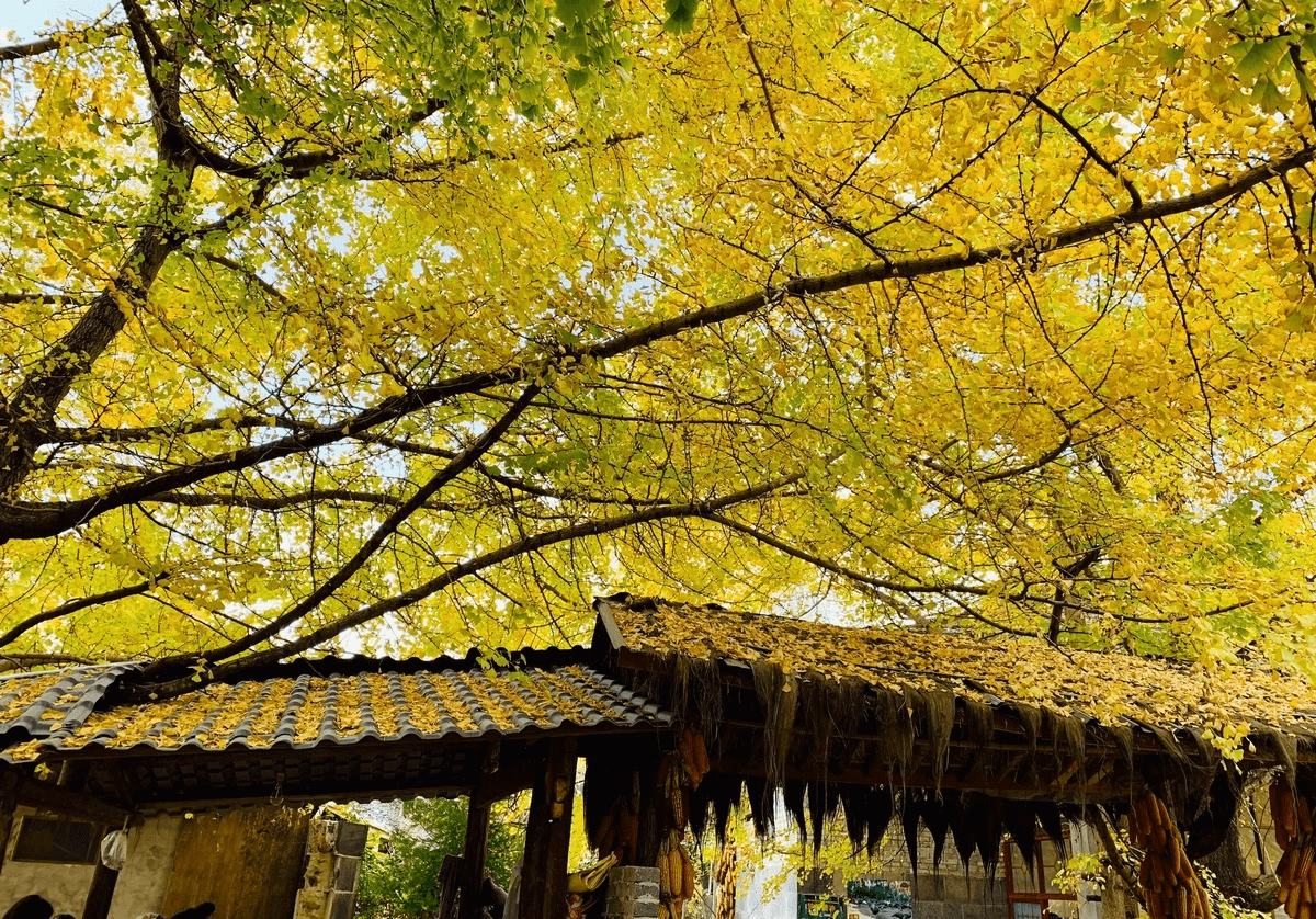 Làng Ngân Hạnh nằm tại thành phố Đằng Xung, tỉnh Vân Nam, Trung Quốc