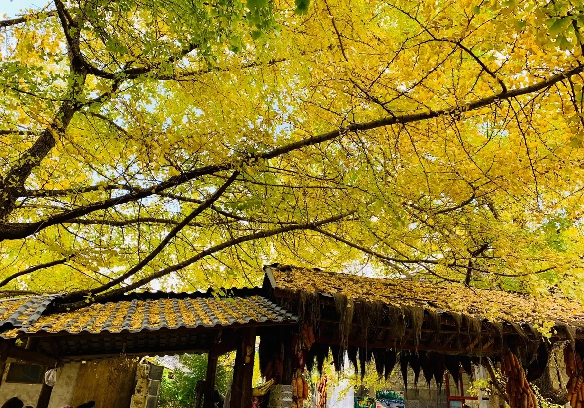 Làng Ngân Hạnh nằm tại thành phố Đằng Xung, tỉnh Vân Nam, Trung Quốc