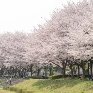 TOUR NHẬT BẢN: HOKKAIDO 6N6Đ