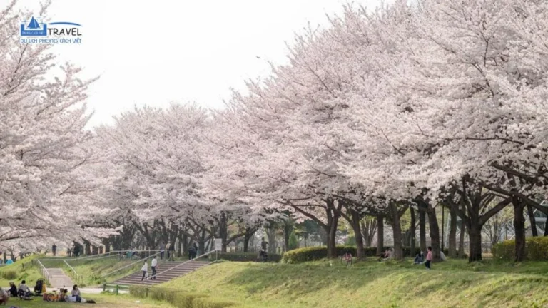 TOUR NHẬT BẢN: HOKKAIDO 6N6Đ - Đang cập nhật