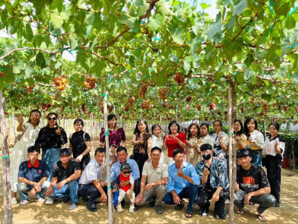Tham quan vườn nho tại Ninh Thuận