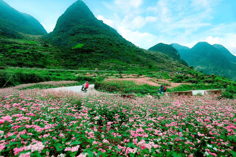 Cung đường phượt ngắm cánh đồng hoa tam giác mạch Lũng Cú Hà Giang