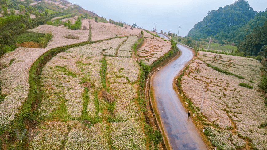 Con đường nhựa chạy xuyên qua cánh đồng hoa tam giác mạch Hà Giang