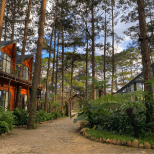 Khu homestay nhà gỗ và nhà kính giữa rừng thông Măng Đen Kon Tum
