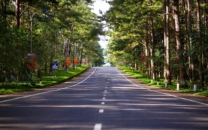 Du Lịch Măng Đen: Khám Phá Nàng Thơ Giữa Rừng Thông Tây Nguyên Đại Ngàn
