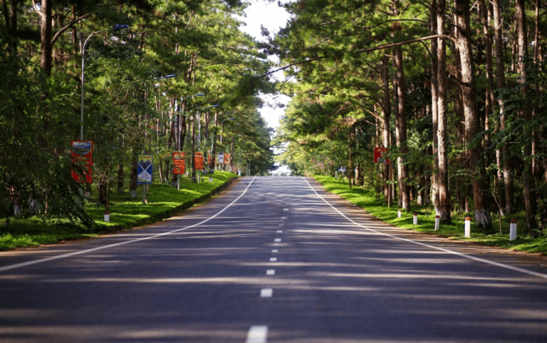 Du Lịch Măng Đen: Khám Phá Nàng Thơ Giữa Rừng Thông Tây Nguyên Đại Ngàn