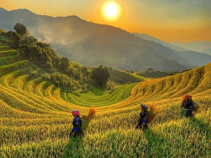 Phụ nữ dân tộc gặt lúa trên ruộng bậc thang Hoàng Su Phì lúc bình minh