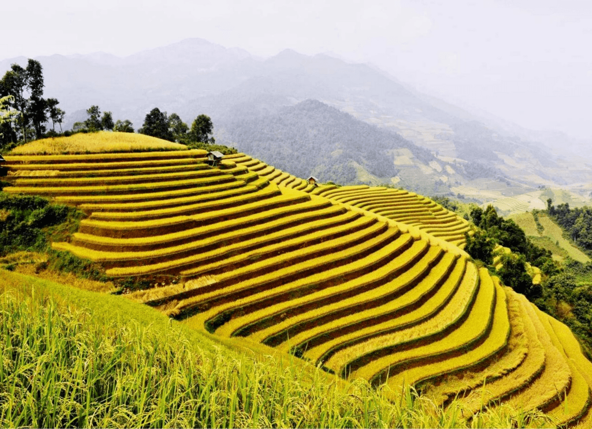 Đồi mâm xôi ruộng bậc thang Bản Phùng Hoàng Su Phì mùa lúa chín