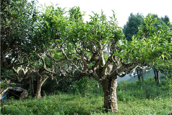 Cây chè Shan tuyết cổ thụ hàng trăm năm tuổi tại Hoàng Su Phì