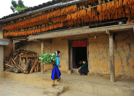 Nhà trình tường truyền thống của người H'Mông treo đầy ngô tại Hà Giang