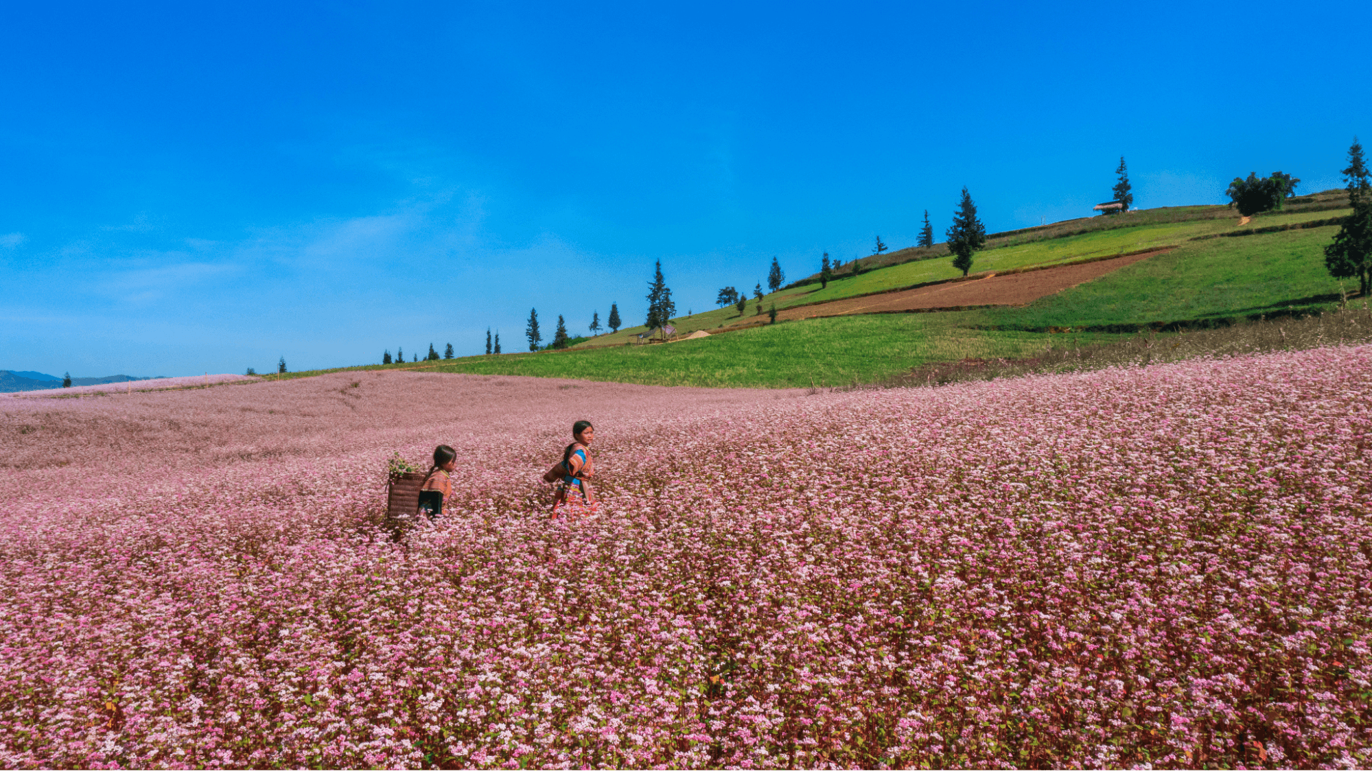 Trẻ em H'Mông dạo chơi trên cánh đồng hoa tam giác mạch Hà Giang
