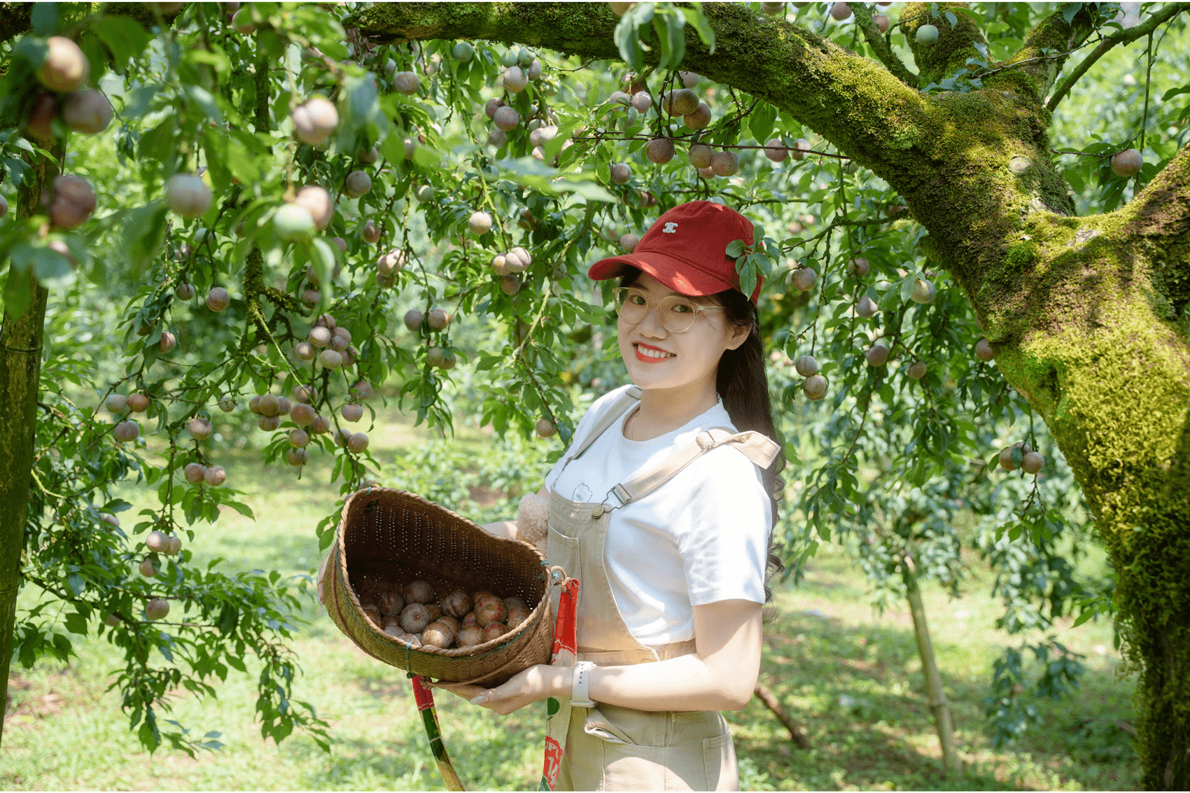 Du khách hái mận hậu chín mọng tại thung lũng mận Nà Ka Mộc Châu