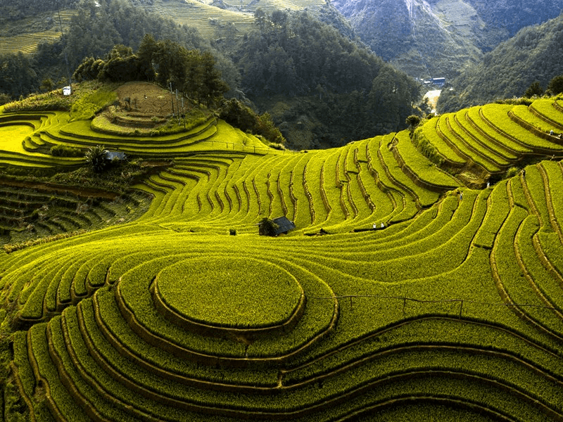 Đồi mâm xôi ruộng bậc thang Mù Cang Chải mùa lúa chín vàng ươm
