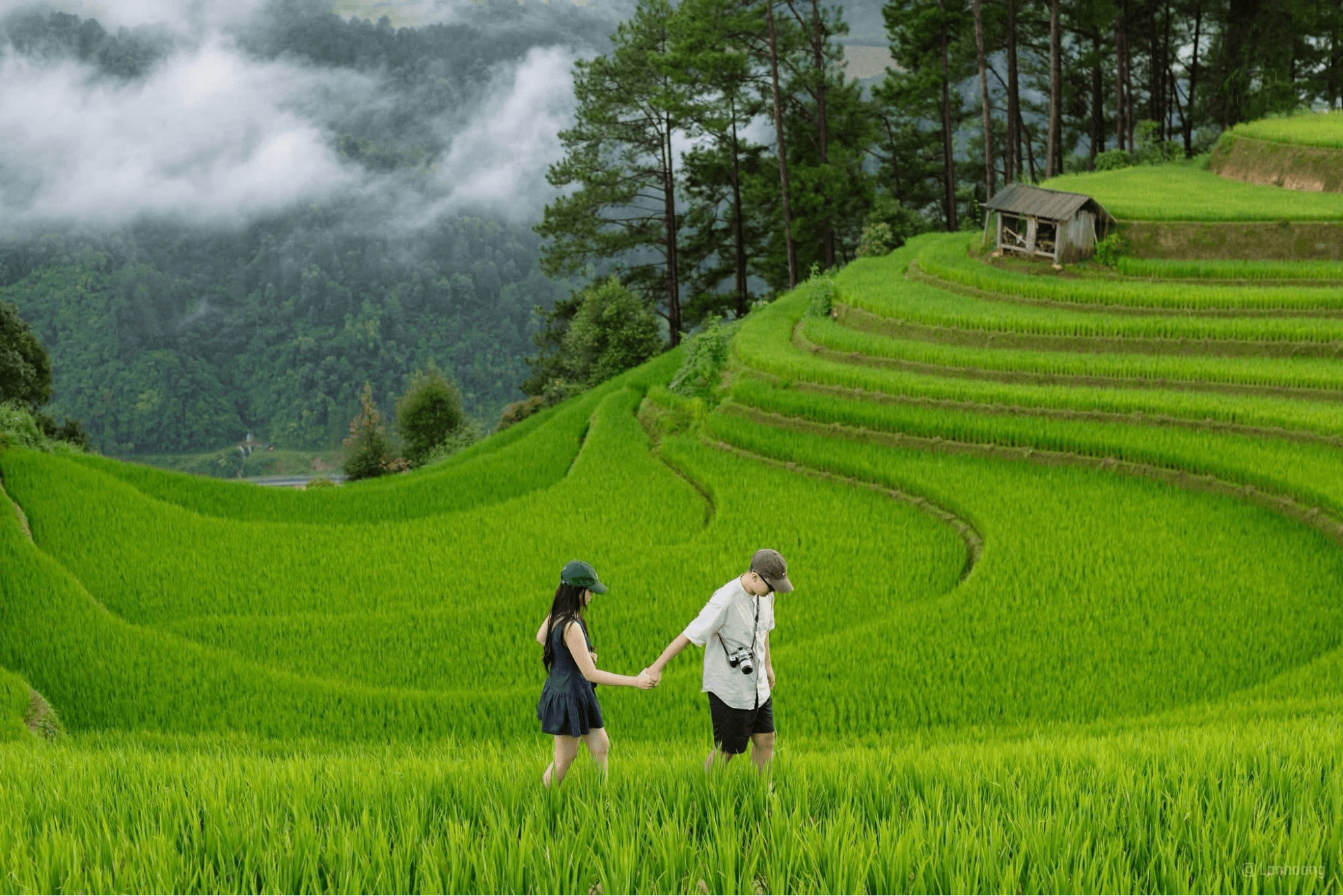 Cặp đôi check in ruộng bậc thang Mù Cang Chải mùa lúa non xanh mướt