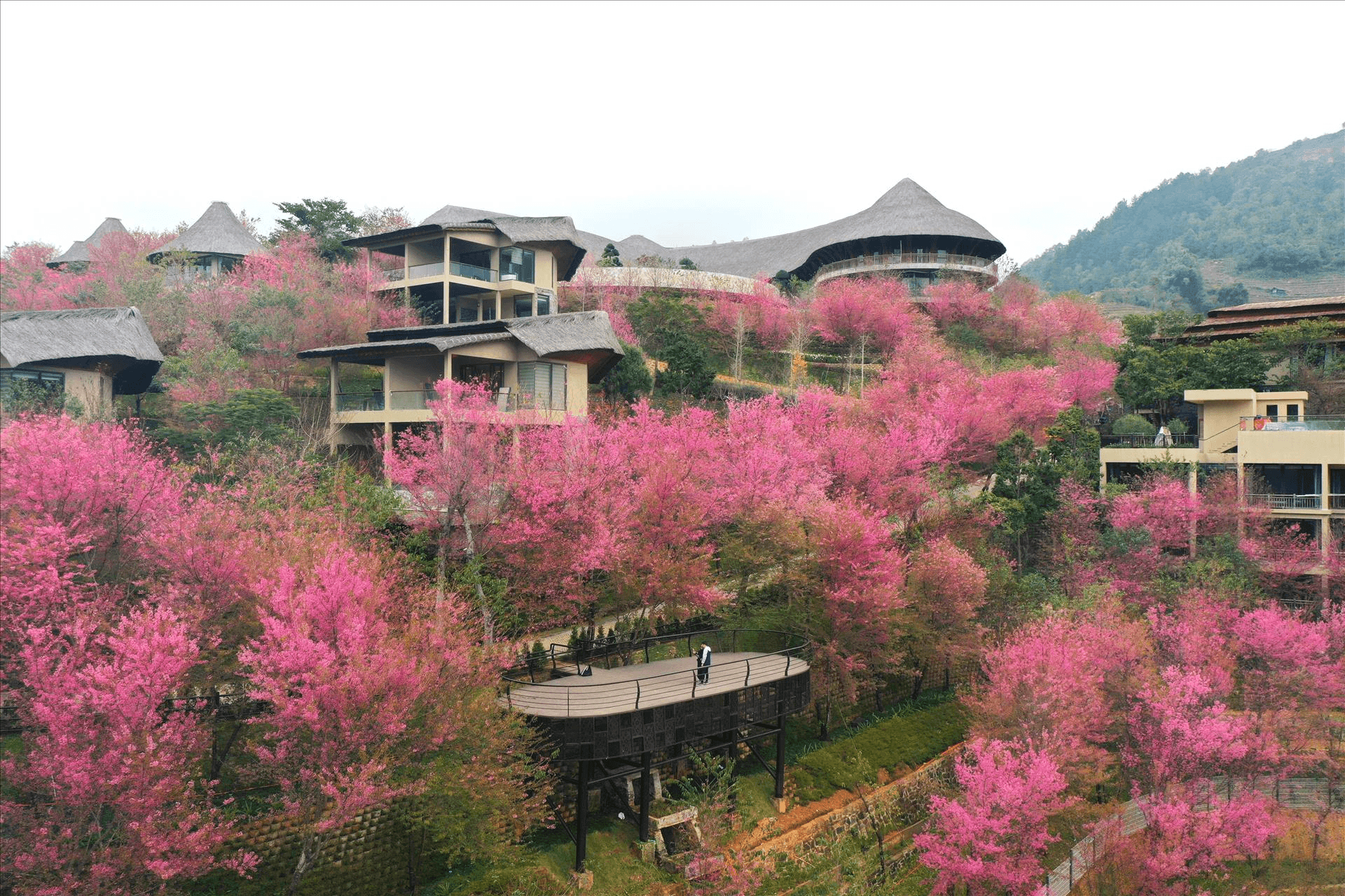 Mùa hoa tớ dày hoa đào rừng nở hồng rực tại resort Mù Cang Chải