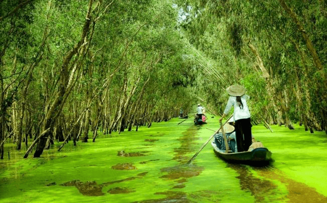 Thuyền ba lá lướt trên thảm bèo cám xanh mướt giữa rừng tràm Trà Sư