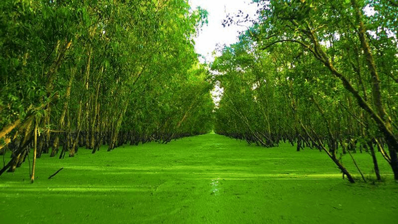 Con đường nước phủ kín bèo xanh ngắt thẳng tắp trong rừng tràm Trà Sư