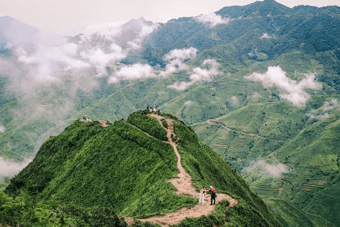 Người dân dắt trâu trên đồi ruộng bậc thang chín vàng dưới đèo Khau Phạ