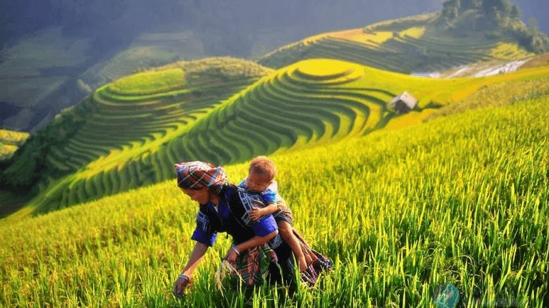 Người mẹ H'Mông địu con gặt lúa trên ruộng bậc thang Tà Xùa