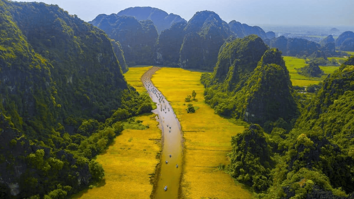 Đoàn thuyền nan xuôi dòng sông Ngô Đồng giữa mùa lúa chín Tam Cốc