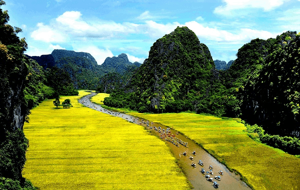 Toàn cảnh cánh đồng lúa vàng Tam Cốc rực rỡ dưới nắng hè Ninh Bình