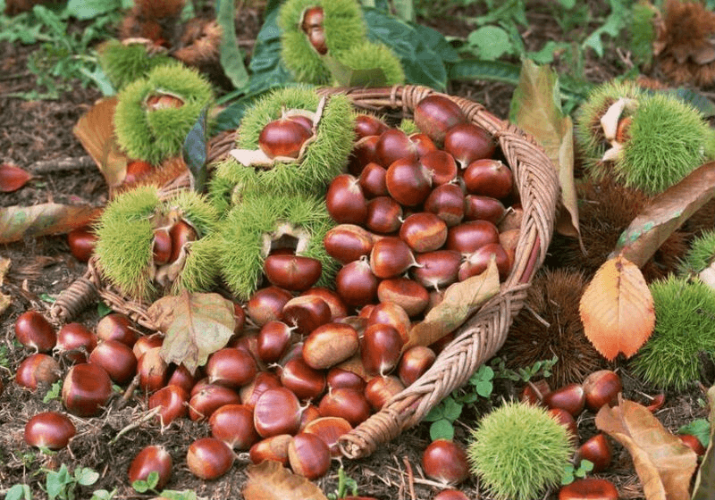 Hạt dẻ Trùng Khánh vỏ nâu bóng bẩy đặc sản nức tiếng Cao Bằng