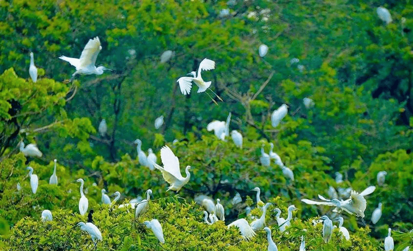 Khu bảo tồn Sân chim Vàm Hồ
