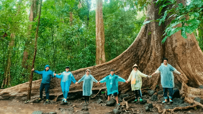 Check-in cây Tùng cổ thụ