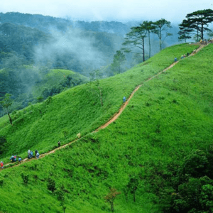 Tiếp tục hành trình trekking rừng Phan Dũng