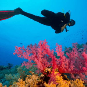 Tour Vịnh Bắc Vân Phong - Ninh Đảo 2N3D