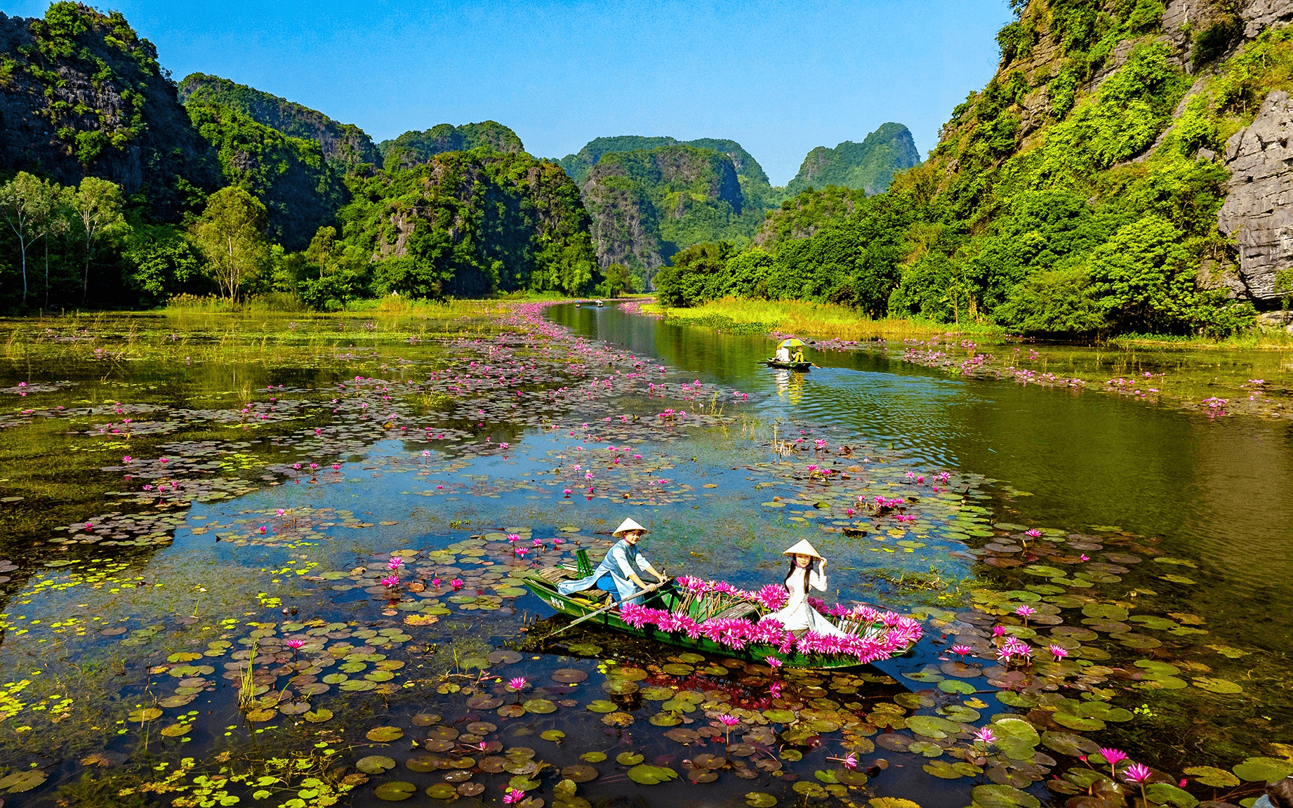 Chèo thuyền hái hoa súng rực rỡ trên đầm nước Tràng An Ninh Bình