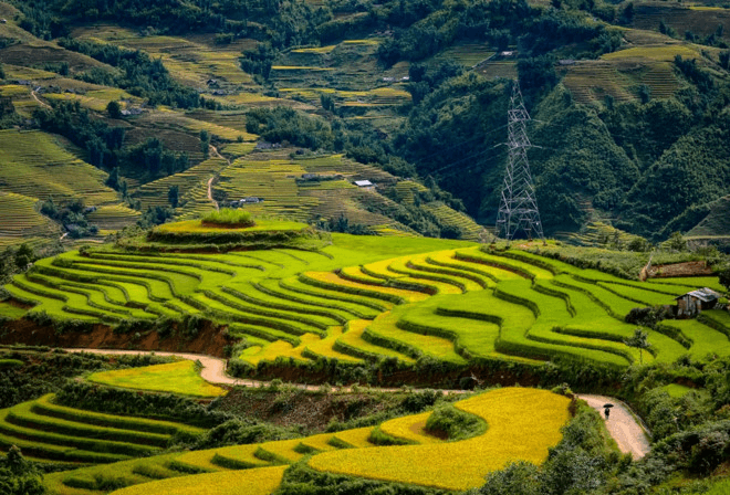 Ruộng bậc thang A Lù Y Tý uốn lượn như dải lụa vàng mùa lúa chín