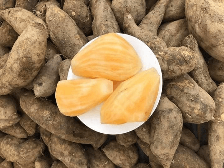 Củ sâm đất củ hoàng sin cô ruột vàng mọng nước đặc sản Y Tý Bát Xát