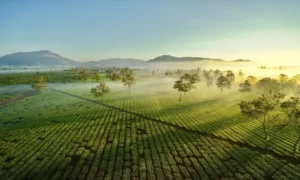 Khám Phá Biển Hồ Chè Gia Lai: “Ốc Đảo Xanh” Giữa Đại Ngàn Tây Nguyên