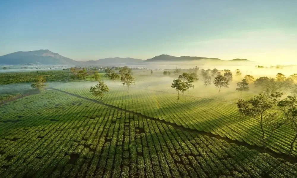 Khám Phá Biển Hồ Chè Gia Lai: “Ốc Đảo Xanh” Giữa Đại Ngàn Tây Nguyên
