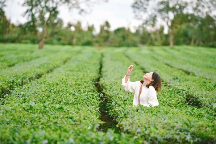 Cô gái mặc áo trắng thơ mộng check in giữa luống chè Biển Hồ Gia Lai