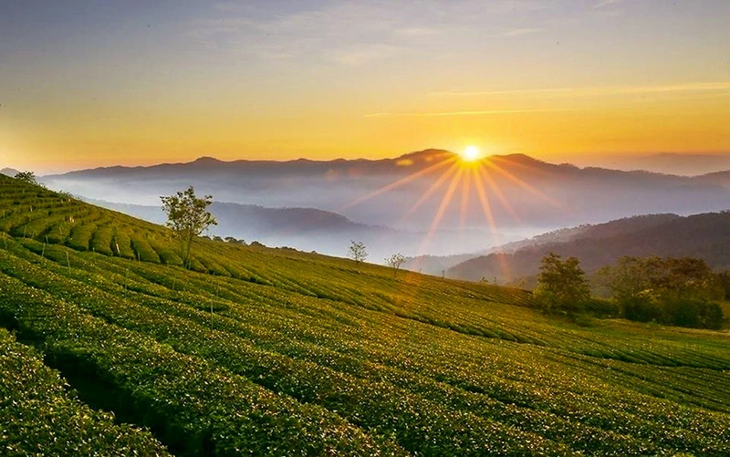 Bình minh rực rỡ tỏa nắng vàng trên các luống chè Biển Hồ Gia Lai