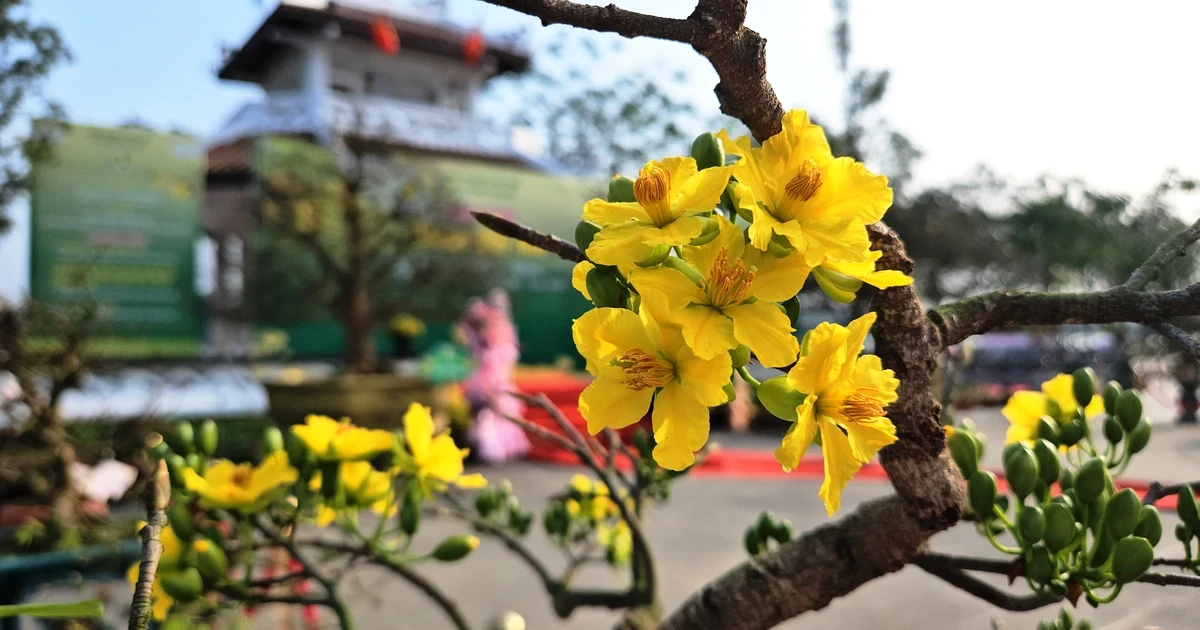 Hoa hoàng mai khoe sắc vàng rực rỡ đón xuân trước Cột Cờ Đại Nội Huế