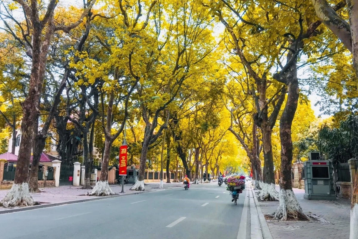 Đường Phan Đình Phùng rợp bóng cây sấu lá vàng mùa thu Hà Nội