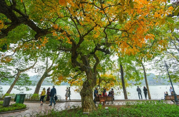 Cây lộc vừng thay lá vàng cam rực rỡ bên bờ hồ Hoàn Kiếm