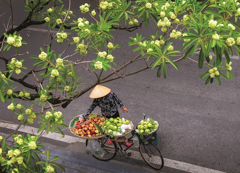 Gánh hoa sữa nở rộ thơm ngát bên xe hoa quả dạo phố mùa thu Hà Nội
