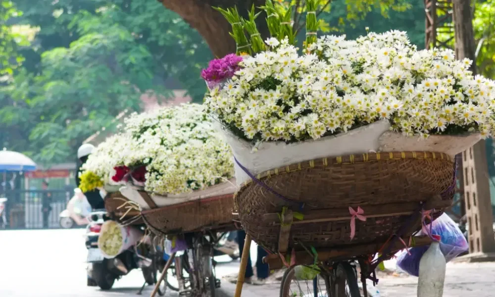 Xe đạp chở hoa cúc họa mi trắng tinh khôi dạo phố mùa thu Hà Nội